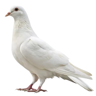 Imagen PNG para descargar